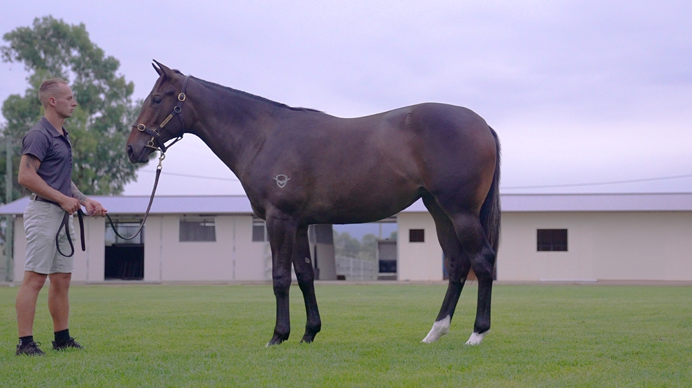 Graff (AUS) / Miss Understanding (NZ) 2024 Filly - Image 1