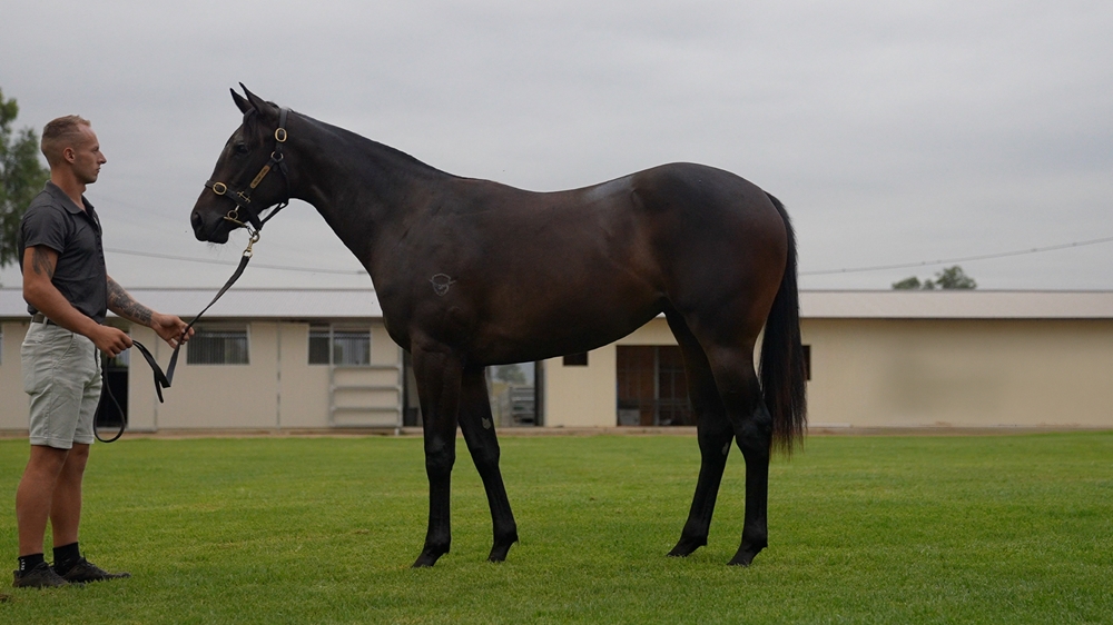 Anders (AUS) / Quickly (AUS) 2024 Filly - Image 1