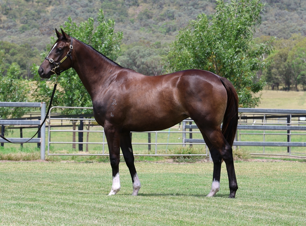 Better Than Ready (AUS) / Wilcannia (AUS) 2024 Filly - Image 1