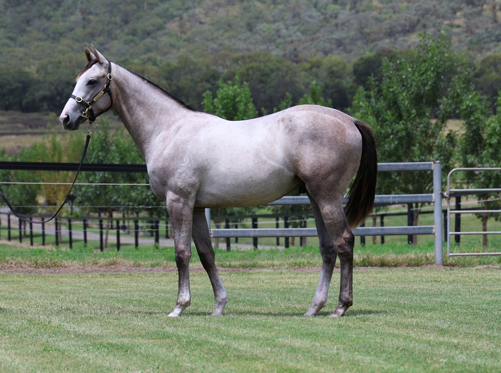 Top Ranked (IRE) / Alezan Thunder (AUS) 2024 Colt - Image 1