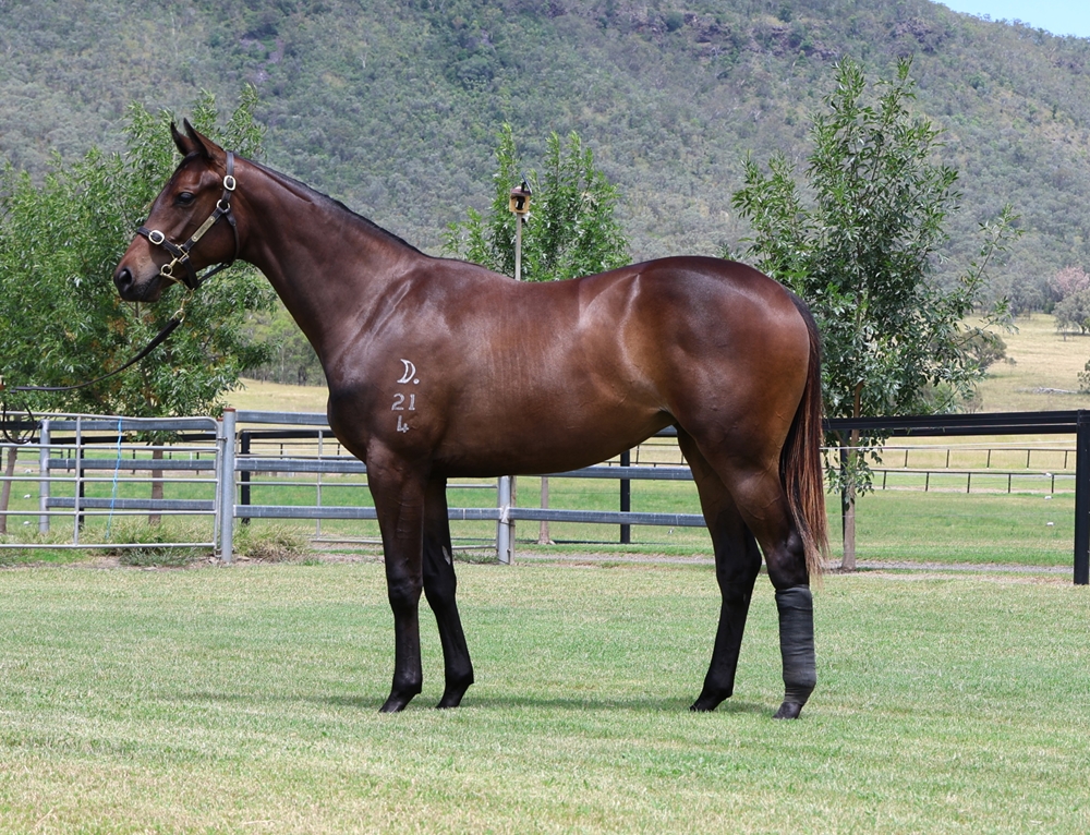 Better Than Ready (AUS) / Gem of Scotland (AUS) 2024 Filly - Image 1