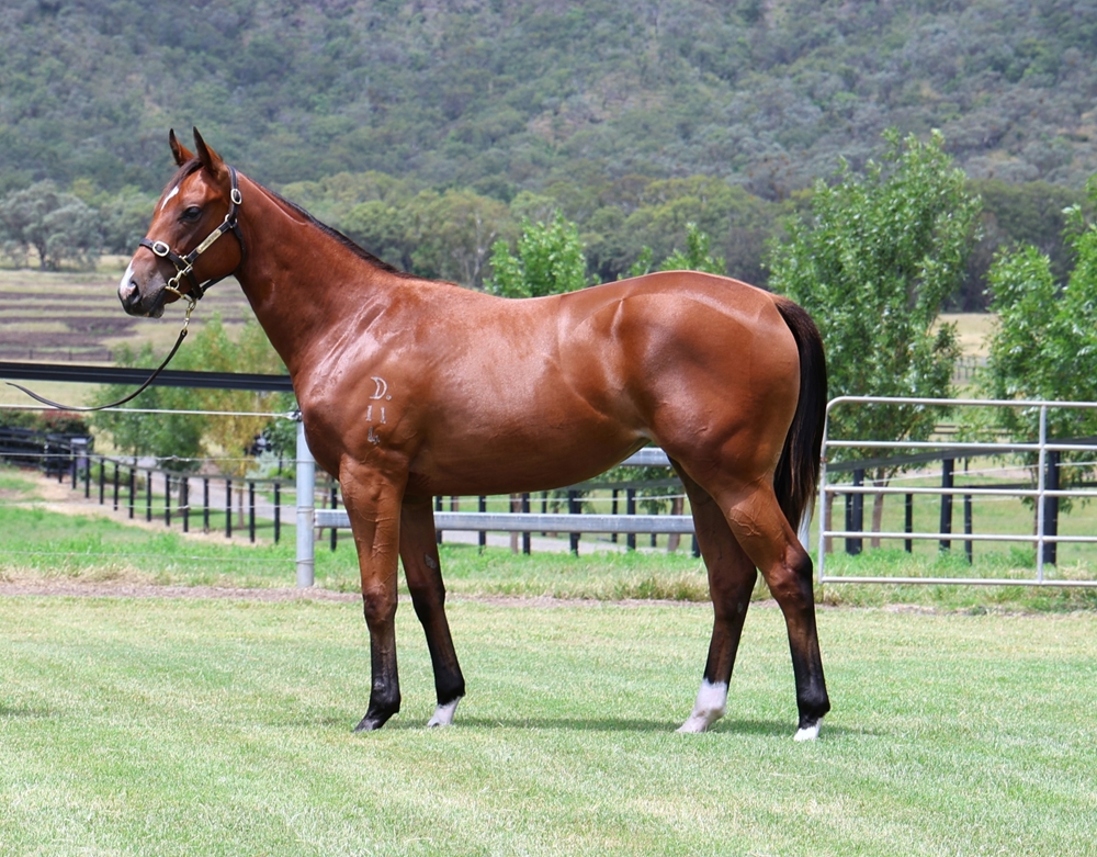 Bivouac (AUS) / Viennese Star (AUS) 2024 Filly - Image 1