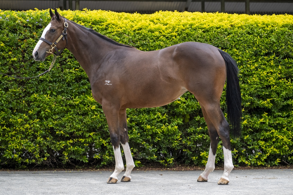 Better Than Ready (AUS) / Epic Flight (AUS) 2024 Filly - Image 1