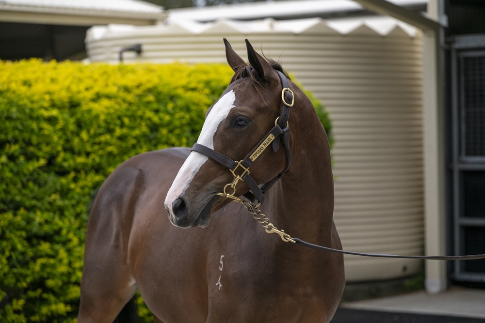 Better Than Ready (AUS) / Epic Flight (AUS) 2024 Filly - Image 2