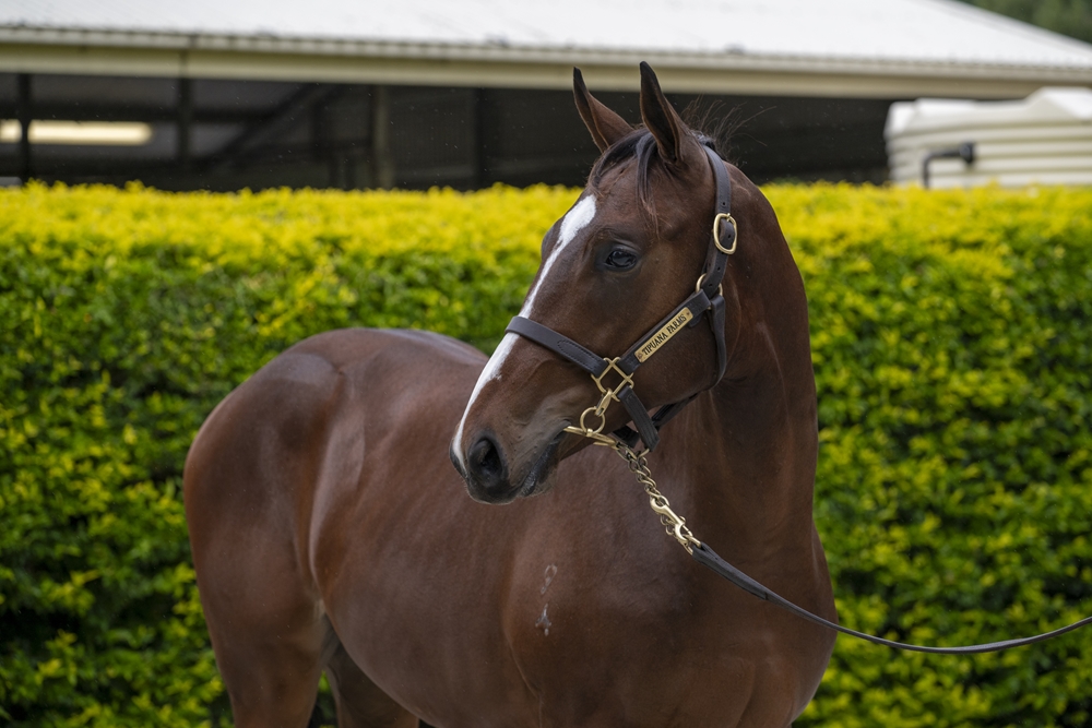 Better Than Ready (AUS) / Hearts'n'diamonds (AUS) 2024 Colt - Image 2
