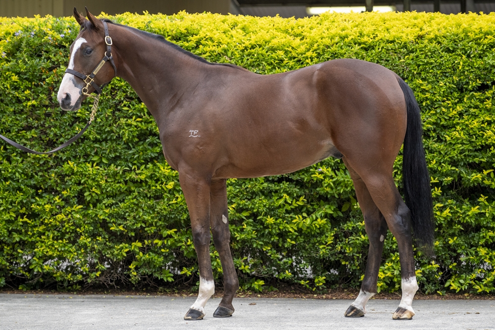 Sun City (AUS) / In Order (AUS) 2024 Colt - Image 1