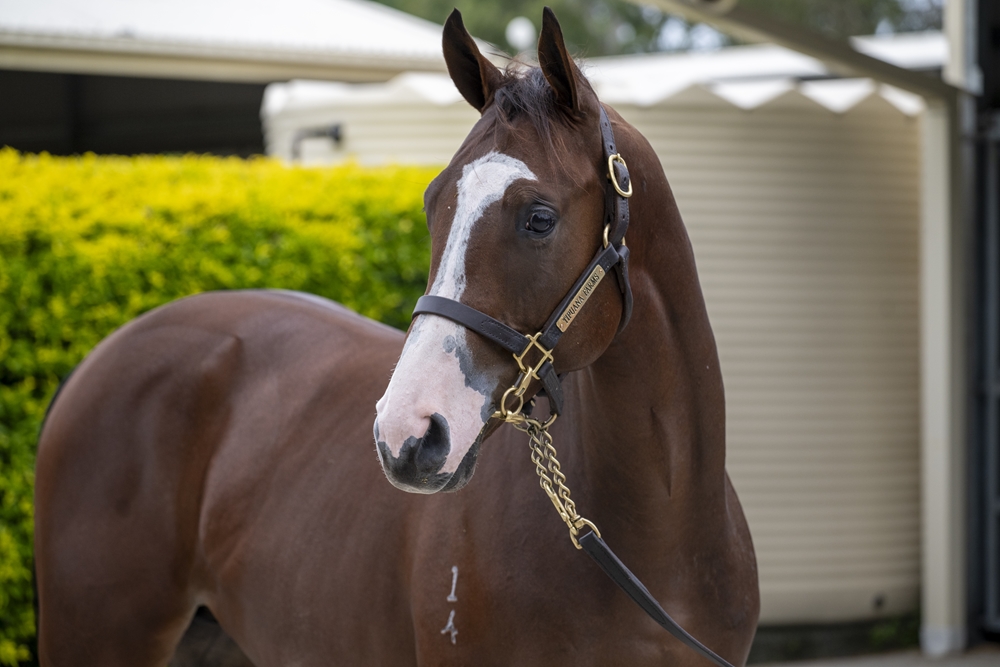 Sun City (AUS) / In Order (AUS) 2024 Colt - Image 2