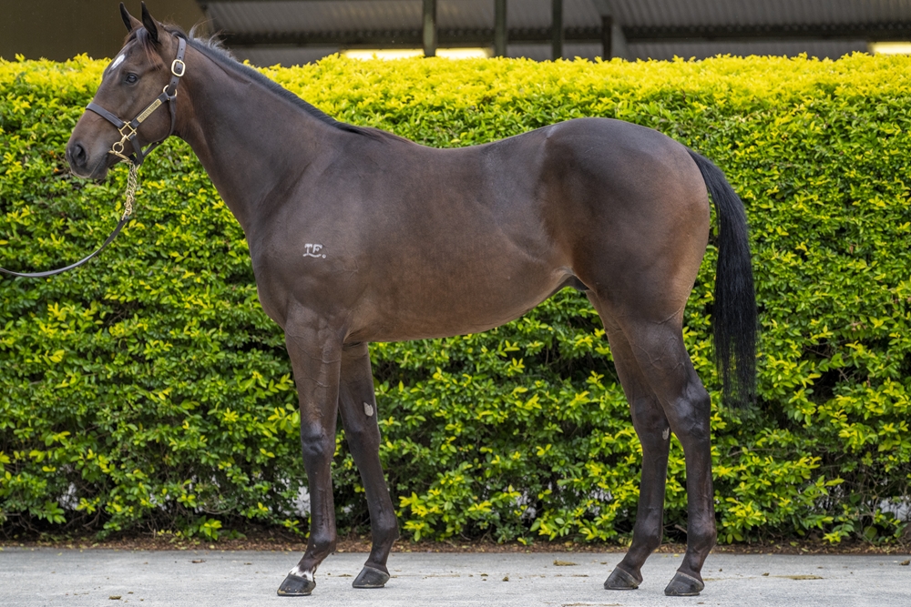 Bruckner (AUS) / Melrose Place (AUS) 2024 Colt - Image 1