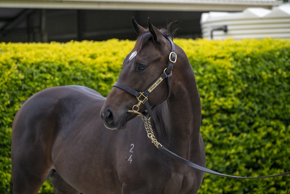Bruckner (AUS) / Melrose Place (AUS) 2024 Colt - Image 2