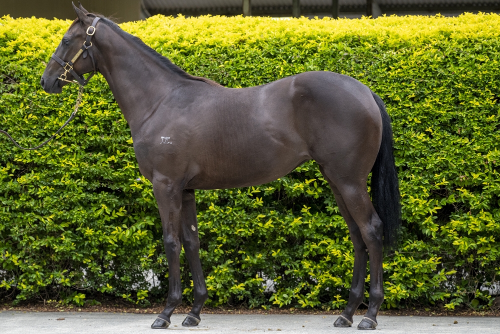 Barbaric (AUS) / Tia (NZ) 2024 Filly - Image 1