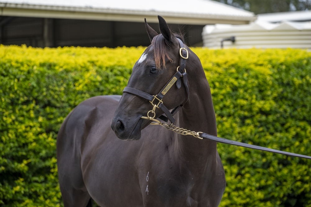 Barbaric (AUS) / Tia (NZ) 2024 Filly - Image 2
