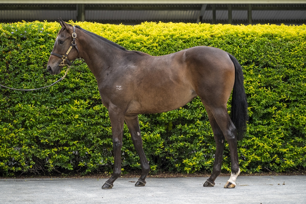 Bruckner (AUS) / Takotsubo (AUS) 2024 Filly - Image 1