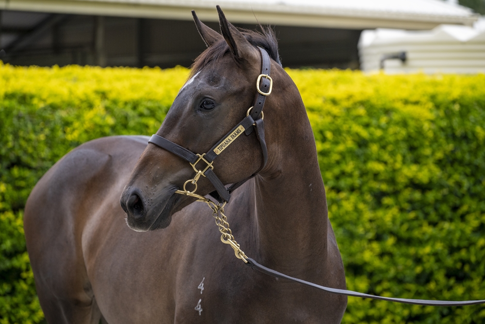 Bruckner (AUS) / Takotsubo (AUS) 2024 Filly - Image 2