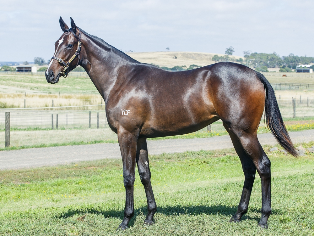 Toronado (IRE) / Tysonic (AUS) 2024 Filly - Image 1