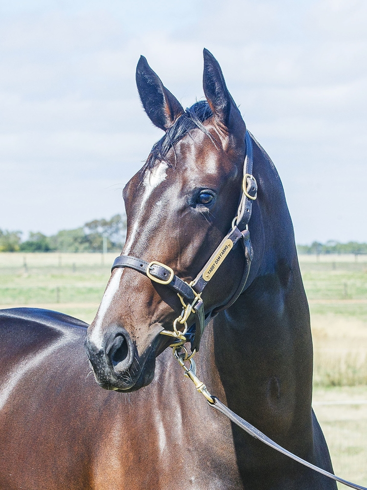 Toronado (IRE) / Tysonic (AUS) 2024 Filly - Image 2