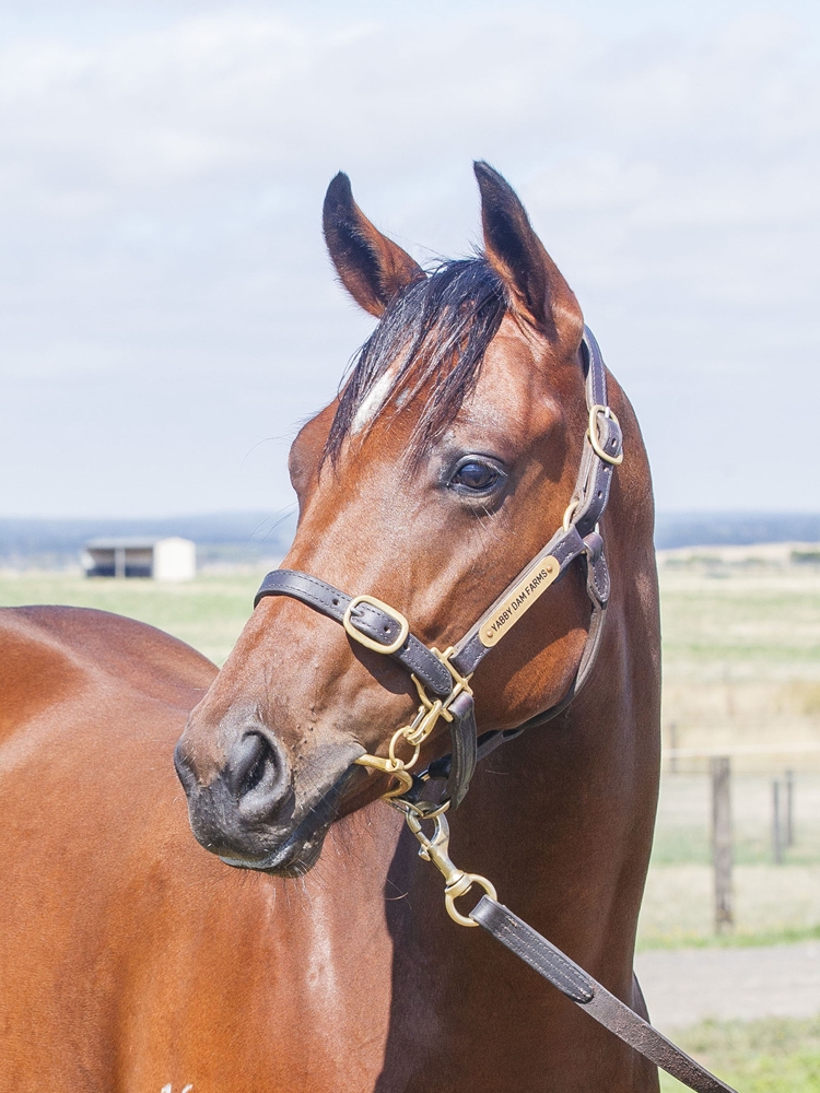 Supido (AUS) / Close to My Heart (IRE) 2024 Filly - Image 2