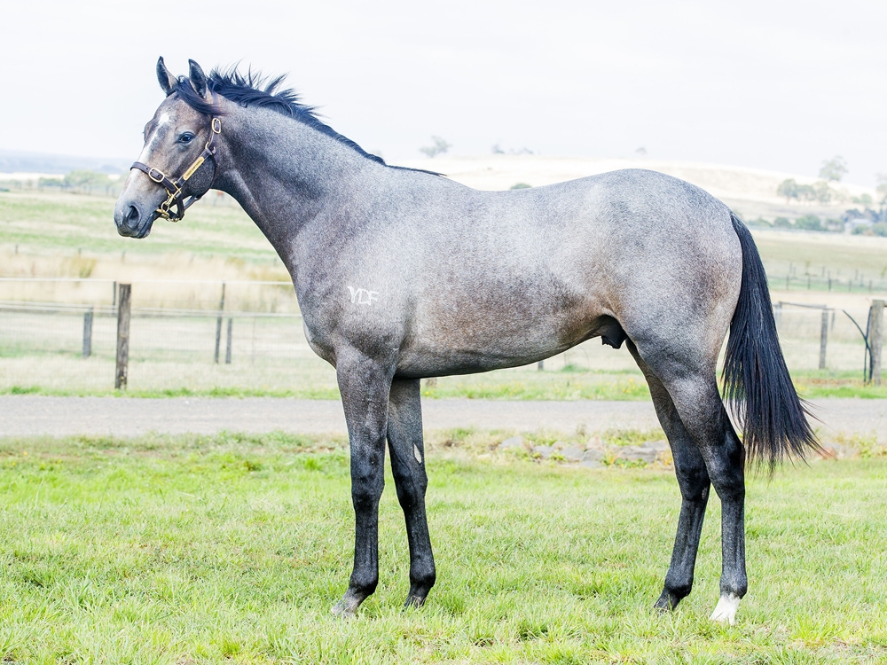 Satono Aladdin (JPN) / Parisian Dancer (NZ) 2024 Colt - Image 1