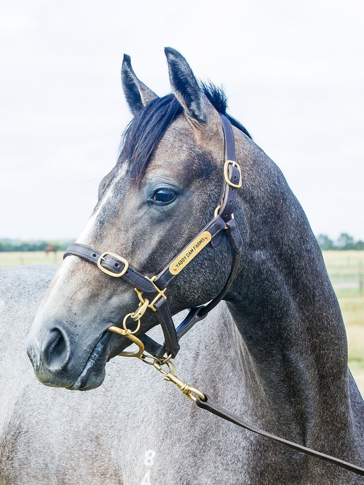 Satono Aladdin (JPN) / Parisian Dancer (NZ) 2024 Colt - Image 2