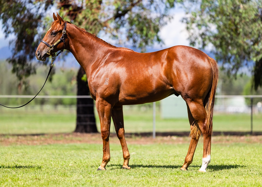 Capitalist (AUS) / Flying Siren (AUS) 2024 Colt - Image 1