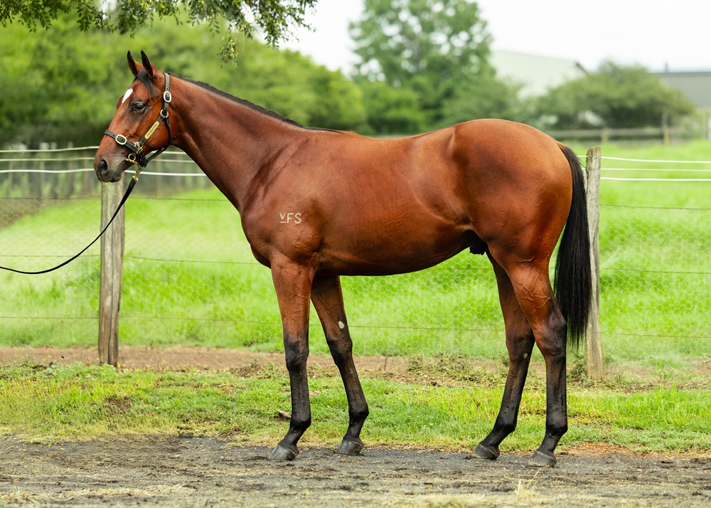 Anders (AUS) / Free of Sin (AUS) 2024 Colt - Image 1