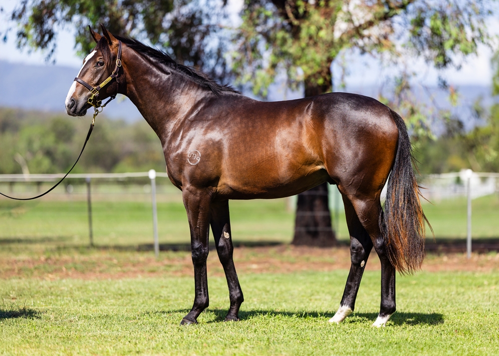 Best of Bordeaux (AUS) / I Like Toucans (AUS) 2024 Colt - Image 1