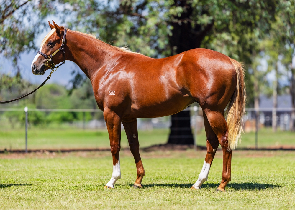 King's Legacy (AUS) / Kissy for Leslie (NZ) 2024 Colt - Image 1
