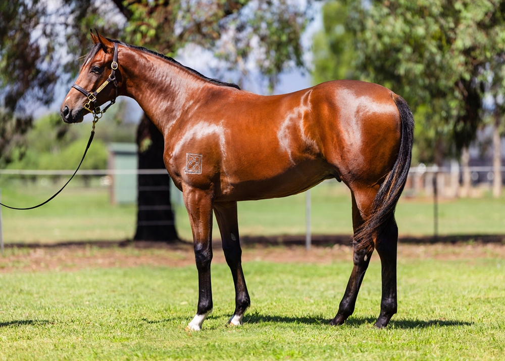 Doubtland (AUS) / La Dolce Diva (AUS) 2024 Colt - Image 1