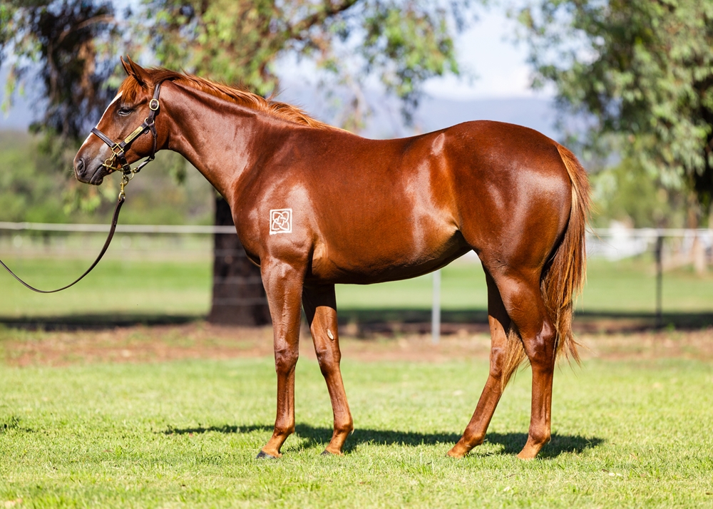 Tiger of Malay (AUS) / Peace Palace (GB) 2024 Filly - Image 1