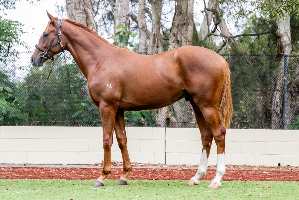 Sensei (AUS) / Dormeuse (AUS) 2024 Colt - Image 1