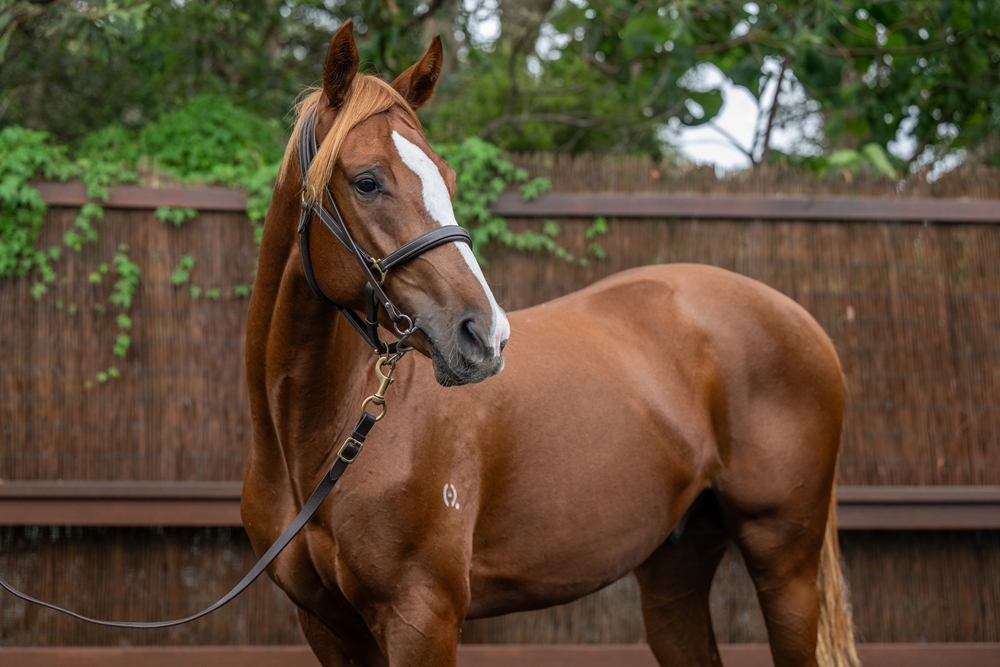 Sensei (AUS) / Dormeuse (AUS) 2024 Colt - Image 2