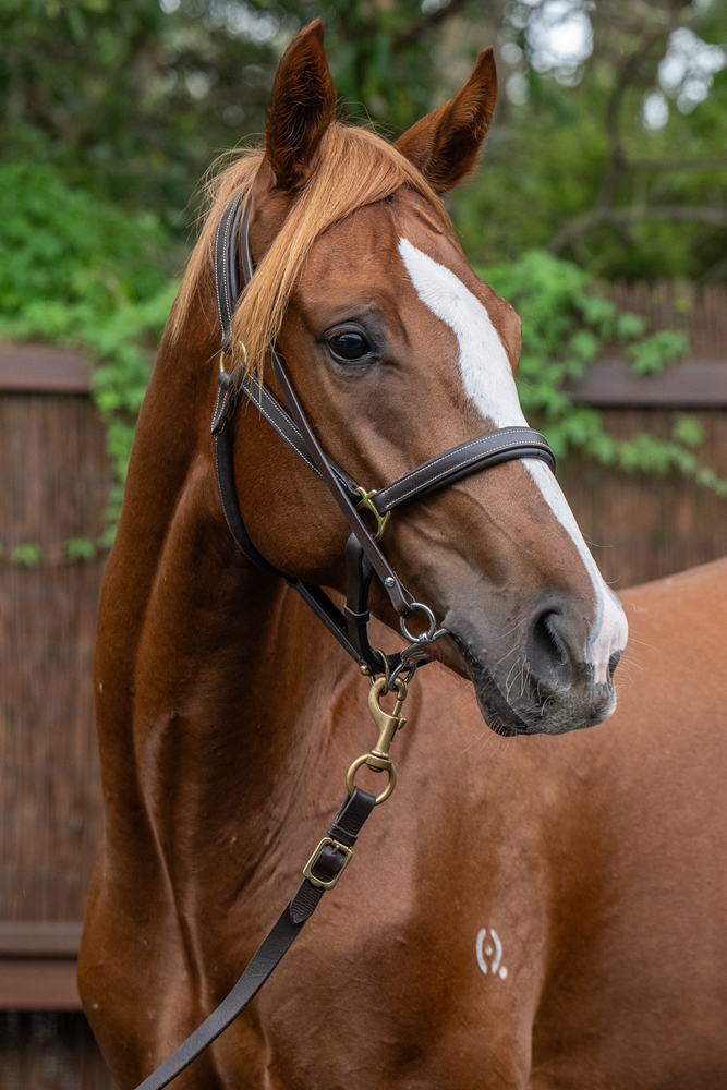 Sensei (AUS) / Dormeuse (AUS) 2024 Colt - Image 3