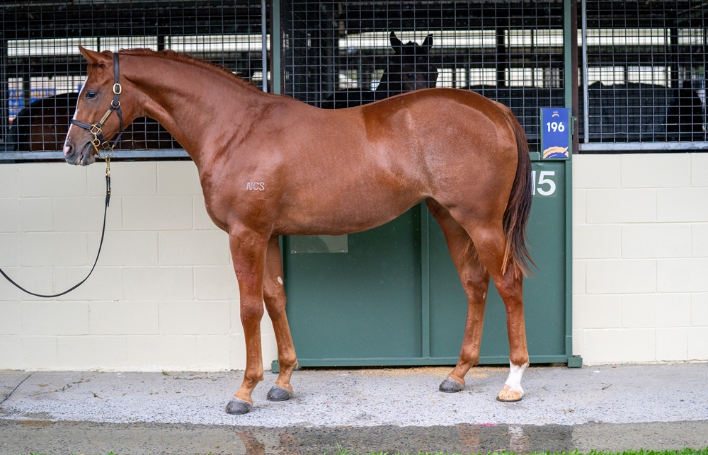 Power (GB) / Rosalita (AUS) 2024 Filly - Image 1
