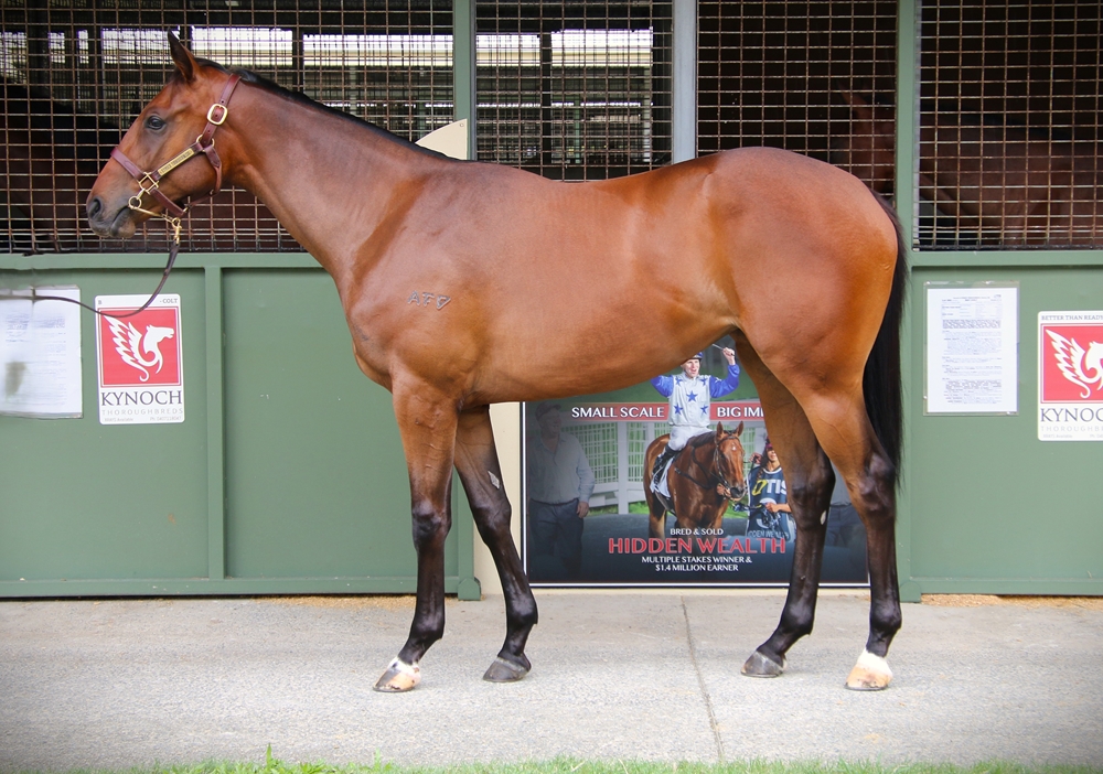 Better Than Ready (AUS) / Gap the Field (AUS) 2024 Filly - Image 1
