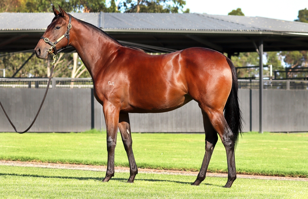 Shamus Award (AUS) / Sandover (AUS) 2024 Filly - Image 1