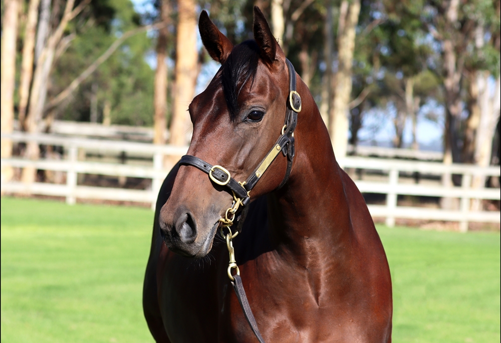 Shamus Award (AUS) / Sandover (AUS) 2024 Filly - Image 2