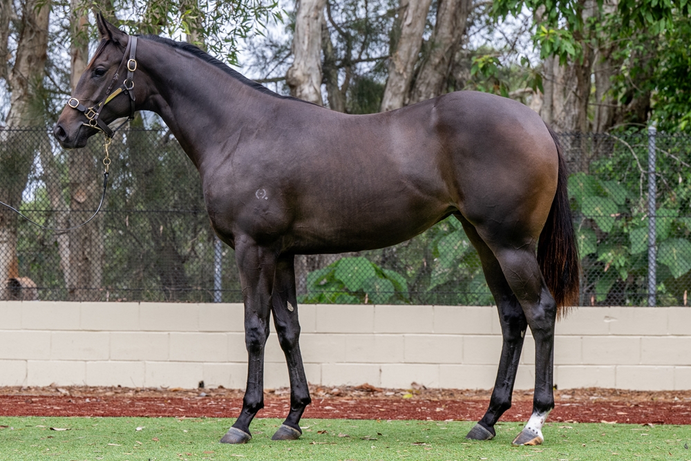 Sensei (AUS) / Annlea (AUS) 2024 Filly - Image 1