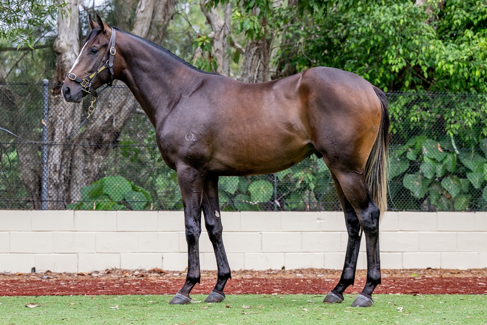 Sensei (AUS) / Greer's Secret (USA) 2024 Colt - Image 1