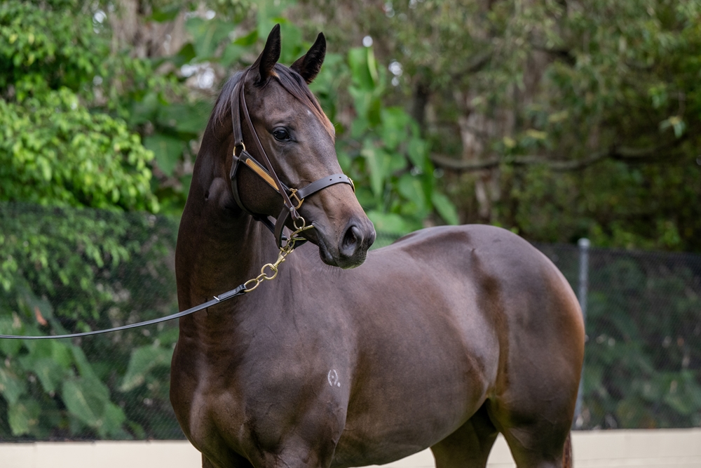 Sensei (AUS) / Annlea (AUS) 2024 Filly - Image 2