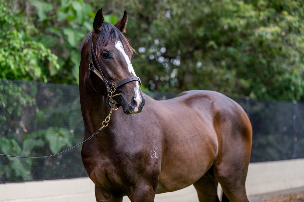 Sensei (AUS) / Greer's Secret (USA) 2024 Colt - Image 2