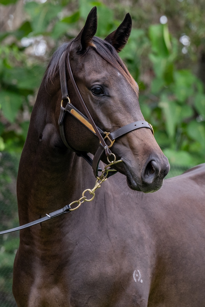 Sensei (AUS) / Annlea (AUS) 2024 Filly - Image 3