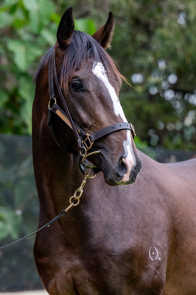 Sensei (AUS) / Greer's Secret (USA) 2024 Colt - Image 3