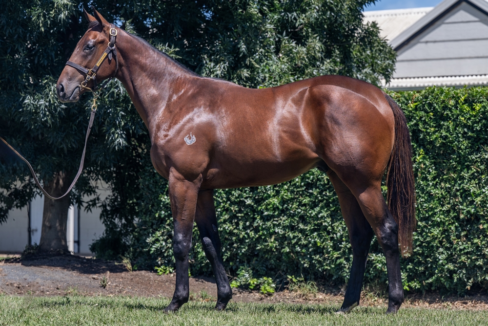 Cool Aza Beel (NZ) / Discreet (AUS) 2024 Colt - Image 1