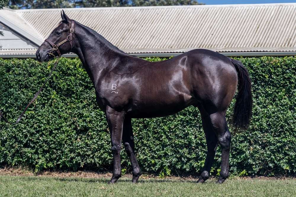 Spirit of Boom (AUS) / Pirelli Princess (AUS) 2024 Colt - Image 1