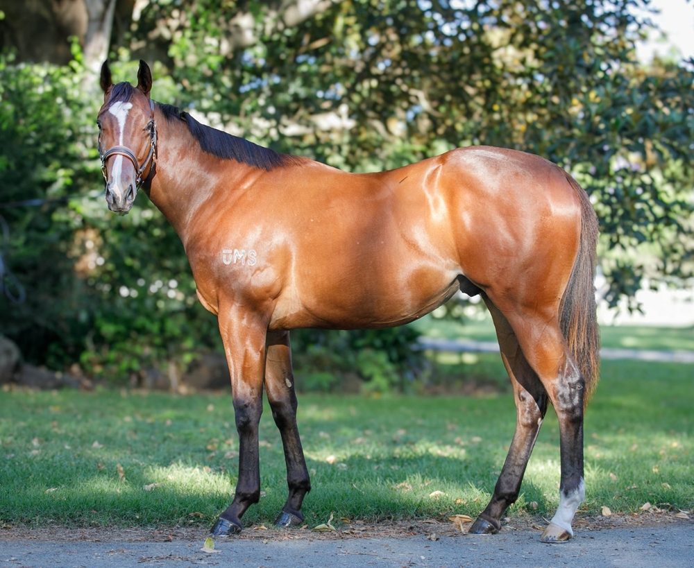 Victor Ludorum (GB) / Qarah (AUS) 2024 Colt - Image 1