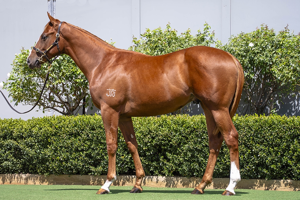 Yes Yes Yes (AUS) / Rupavari (AUS) 2024 Colt - Image 1