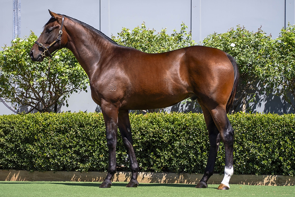 Peltzer (AUS) / Sarah Elizabeth (AUS) 2024 Colt - Image 1