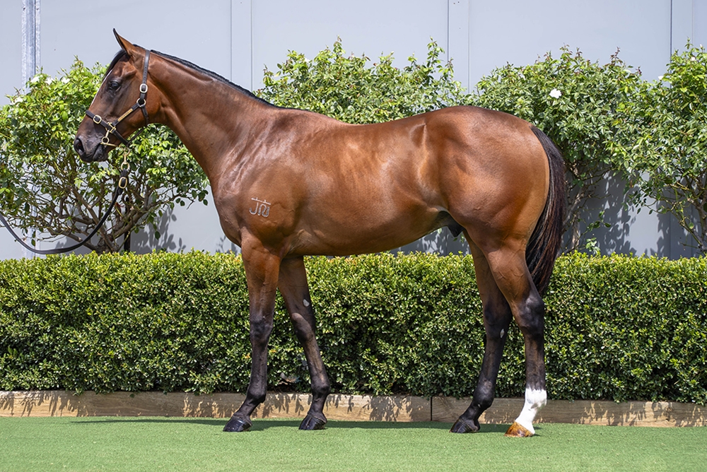 Peltzer (AUS) / Sienna Blaze (AUS) 2024 Colt - Image 1