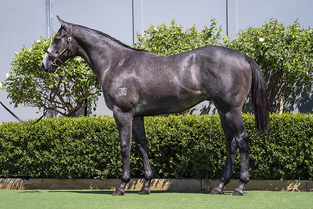 D'Argento (AUS) / Terminally Pretty (AUS) 2024 Colt - Image 1