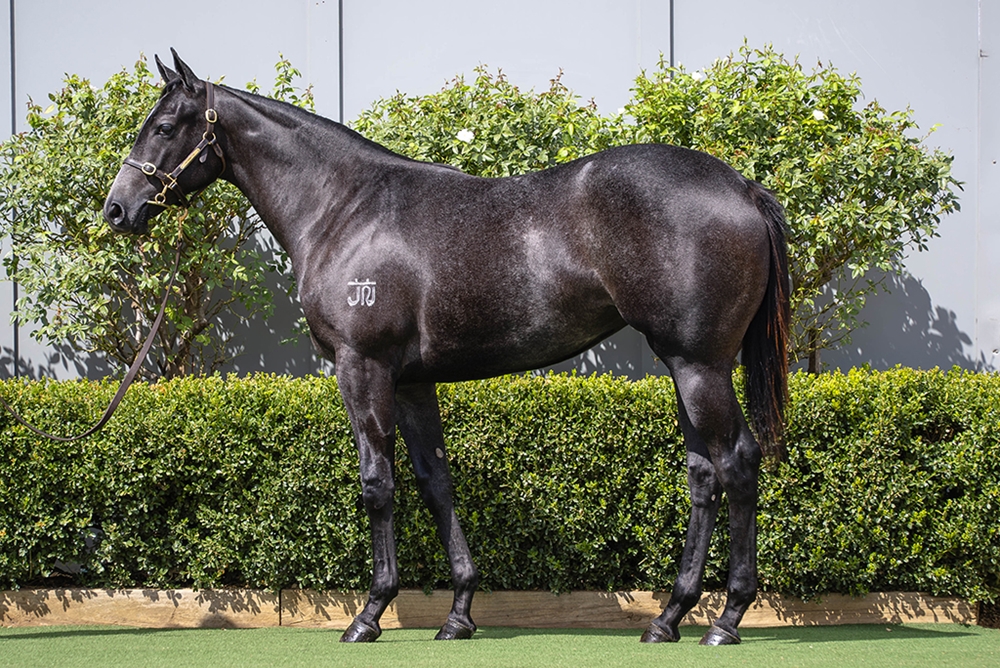 D'Argento (AUS) / With a Bang (AUS) 2024 Filly - Image 1