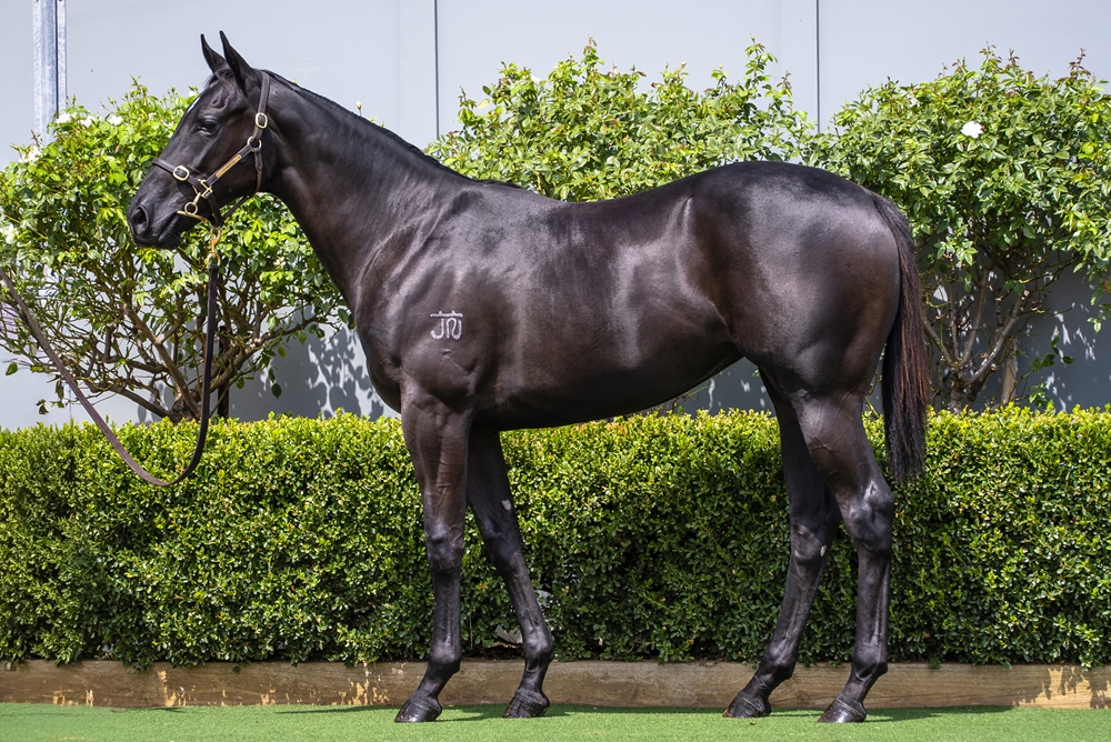 D'Argento (AUS) / Yasnat (AUS) 2024 Filly - Image 1
